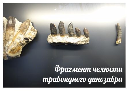 fragment-cheljusti-travojadnogo-dinozavra